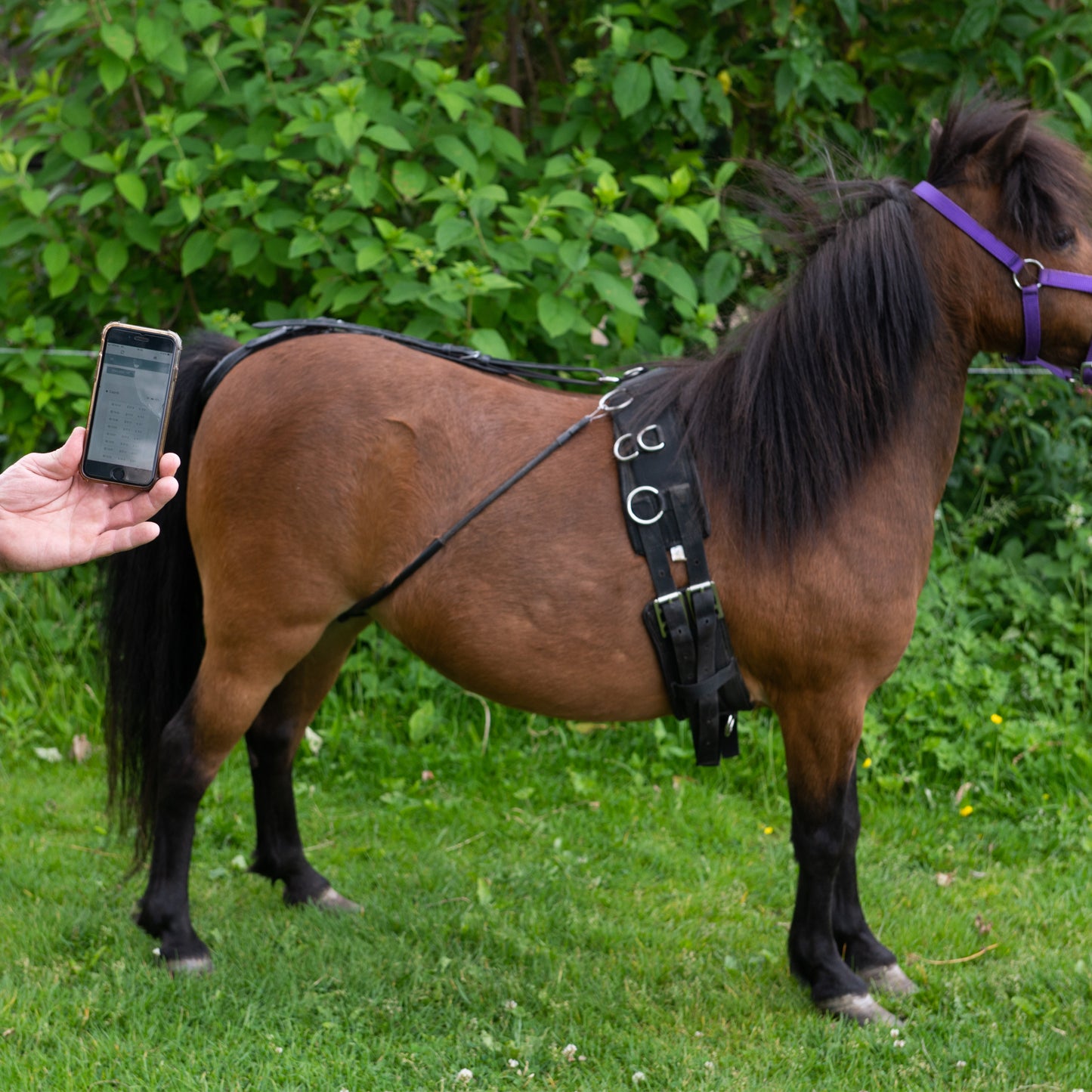 Birth alarm for horses and ponies - complete set