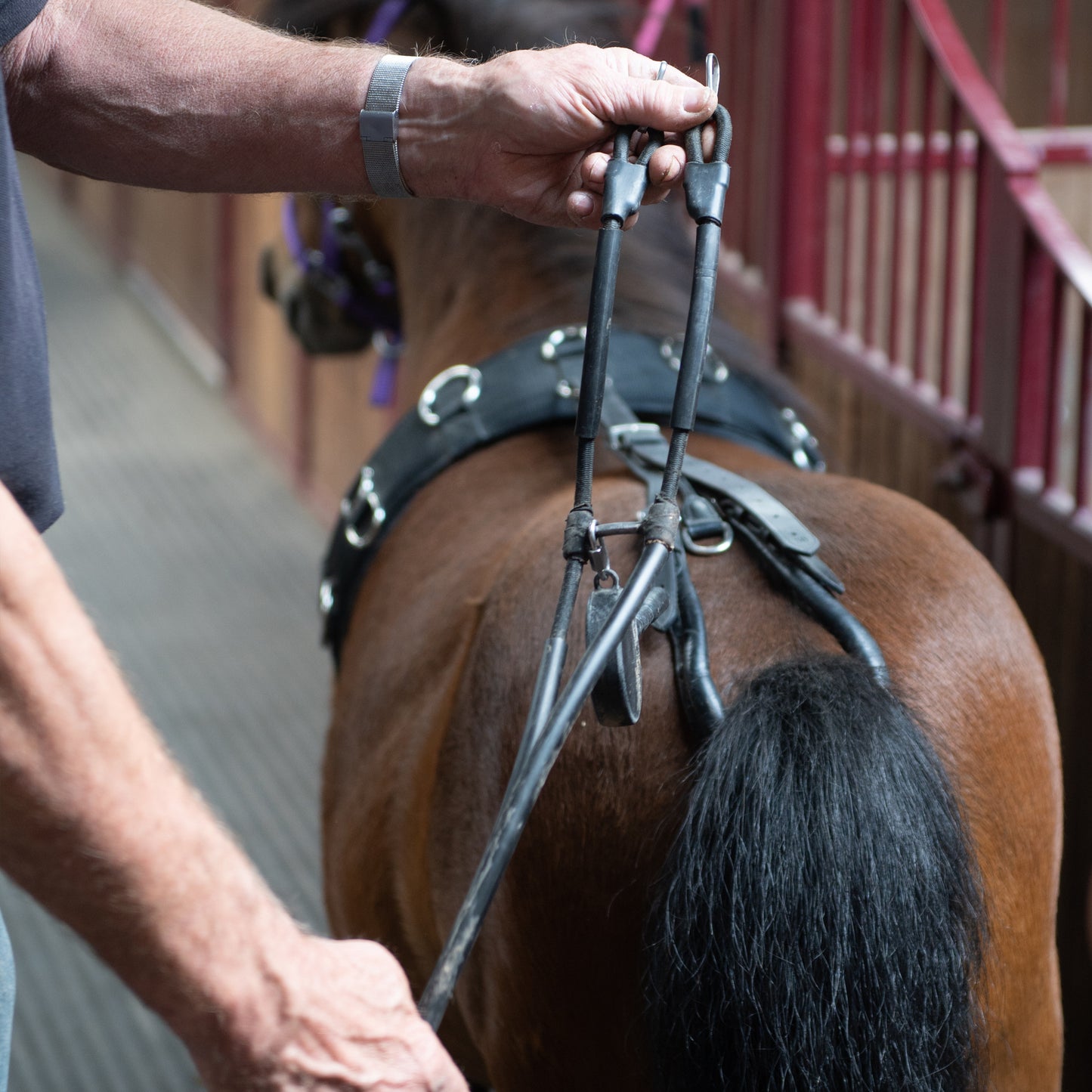 Zender en tuigje voor paarden en pony's