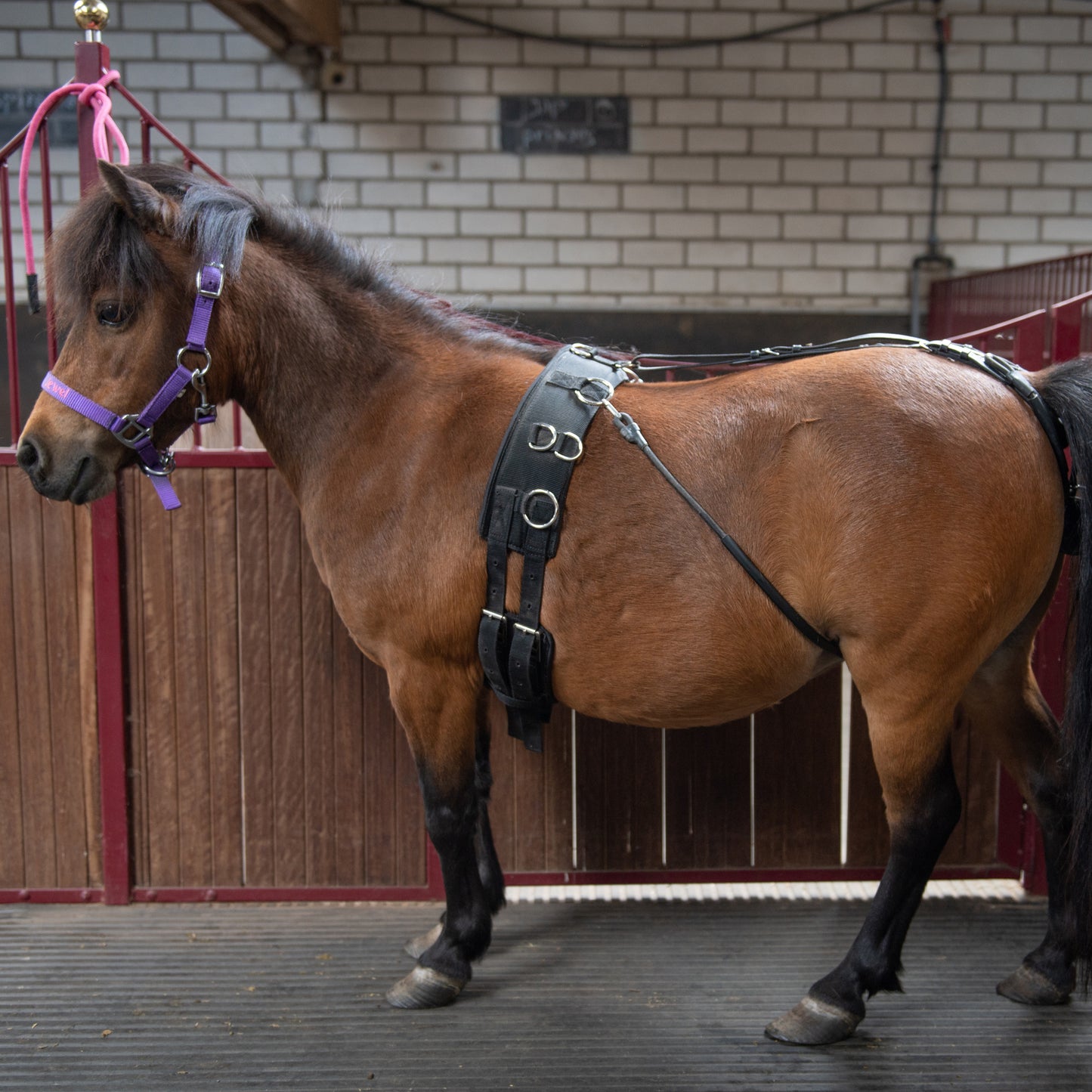 Birth alarm for horses and ponies - complete set