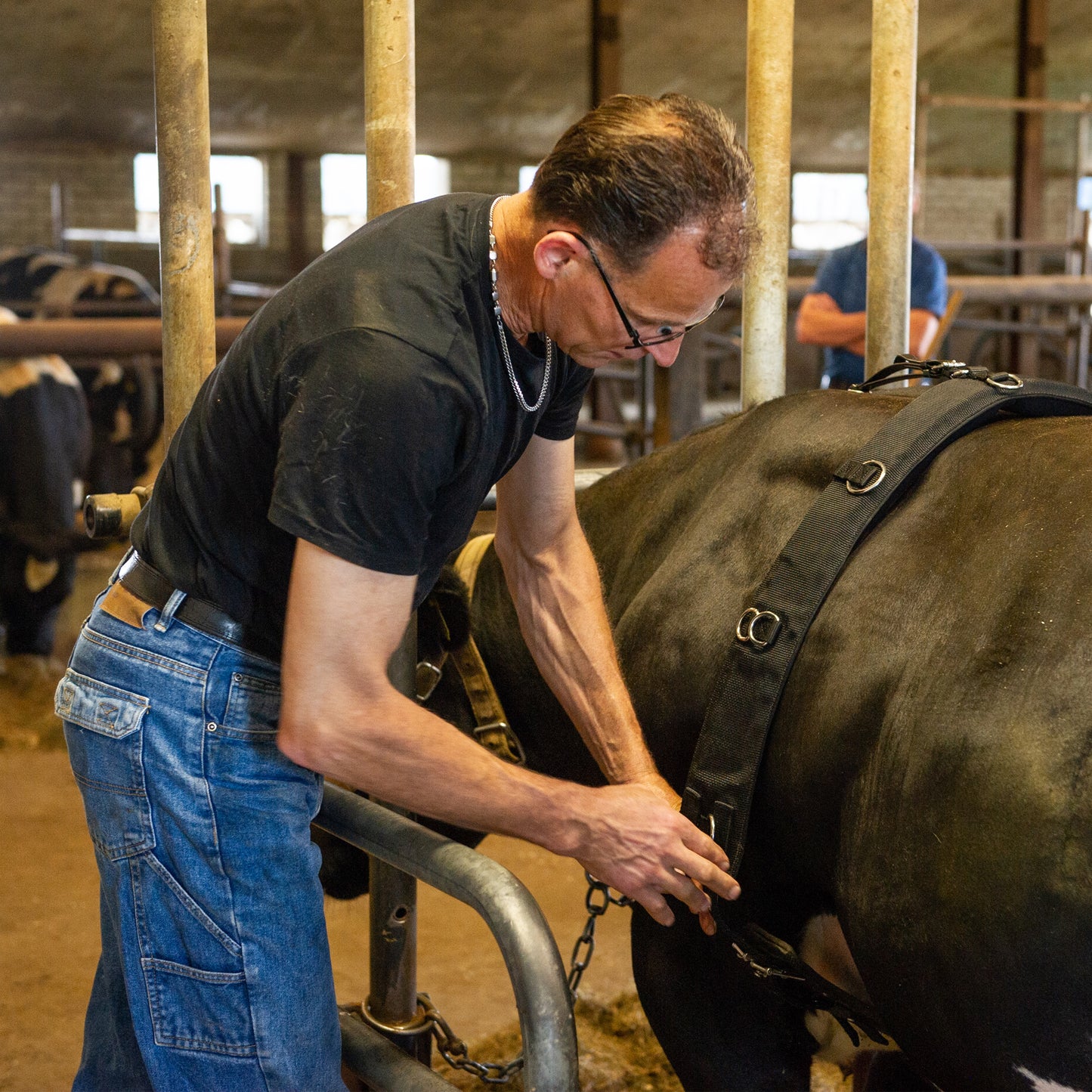 Birth alarm for cows - complete set