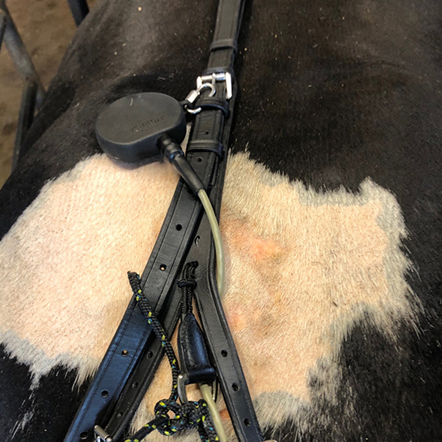 Birth alarm for cows - complete set