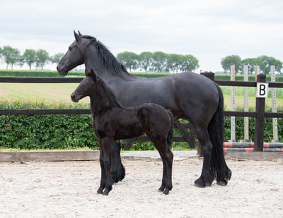 Birth-Watch de geboortemelder voor paarden