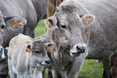 Birth-Watch de geboortemelder voor koeien