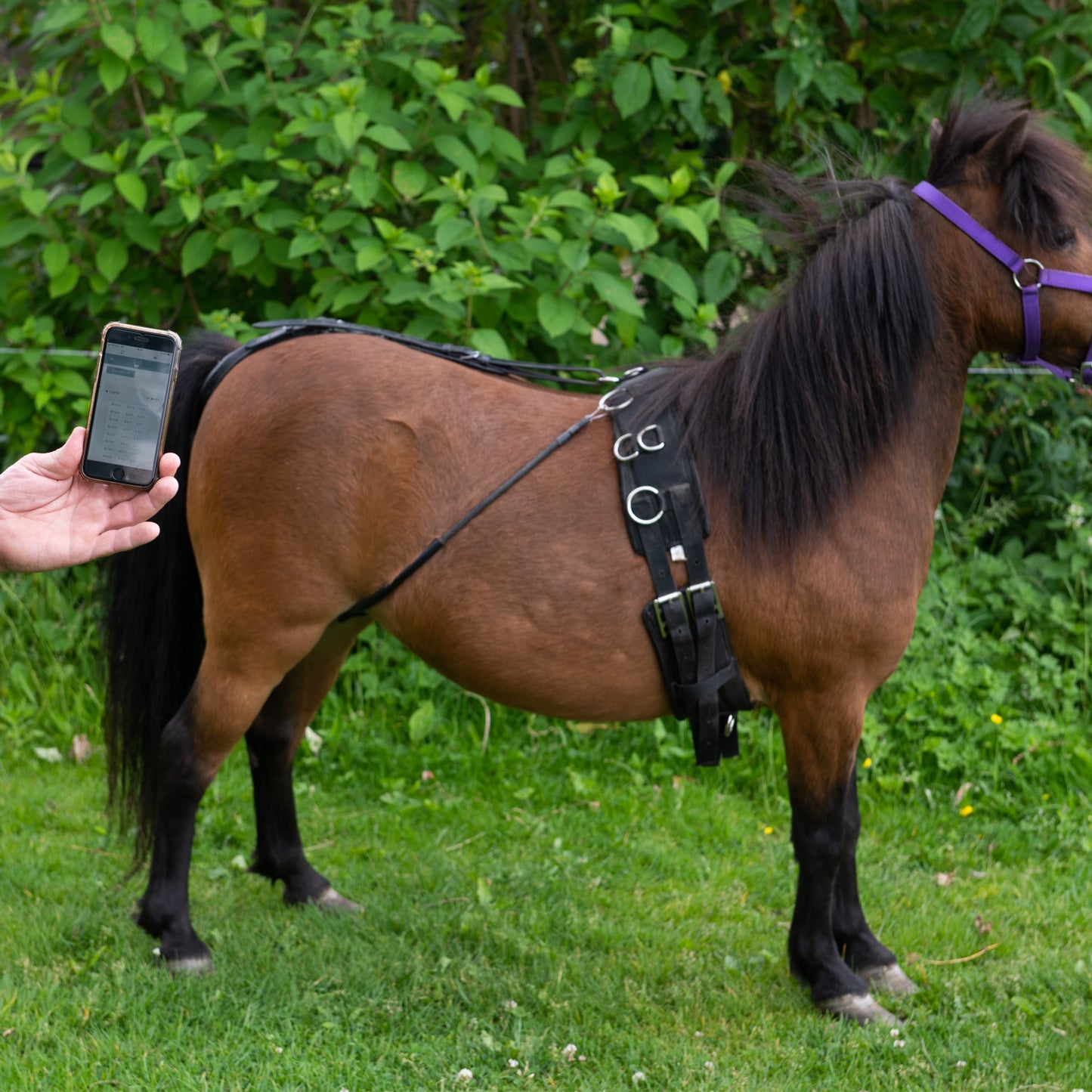 Alarme de naissance pour chevaux et poneys - ensemble complet