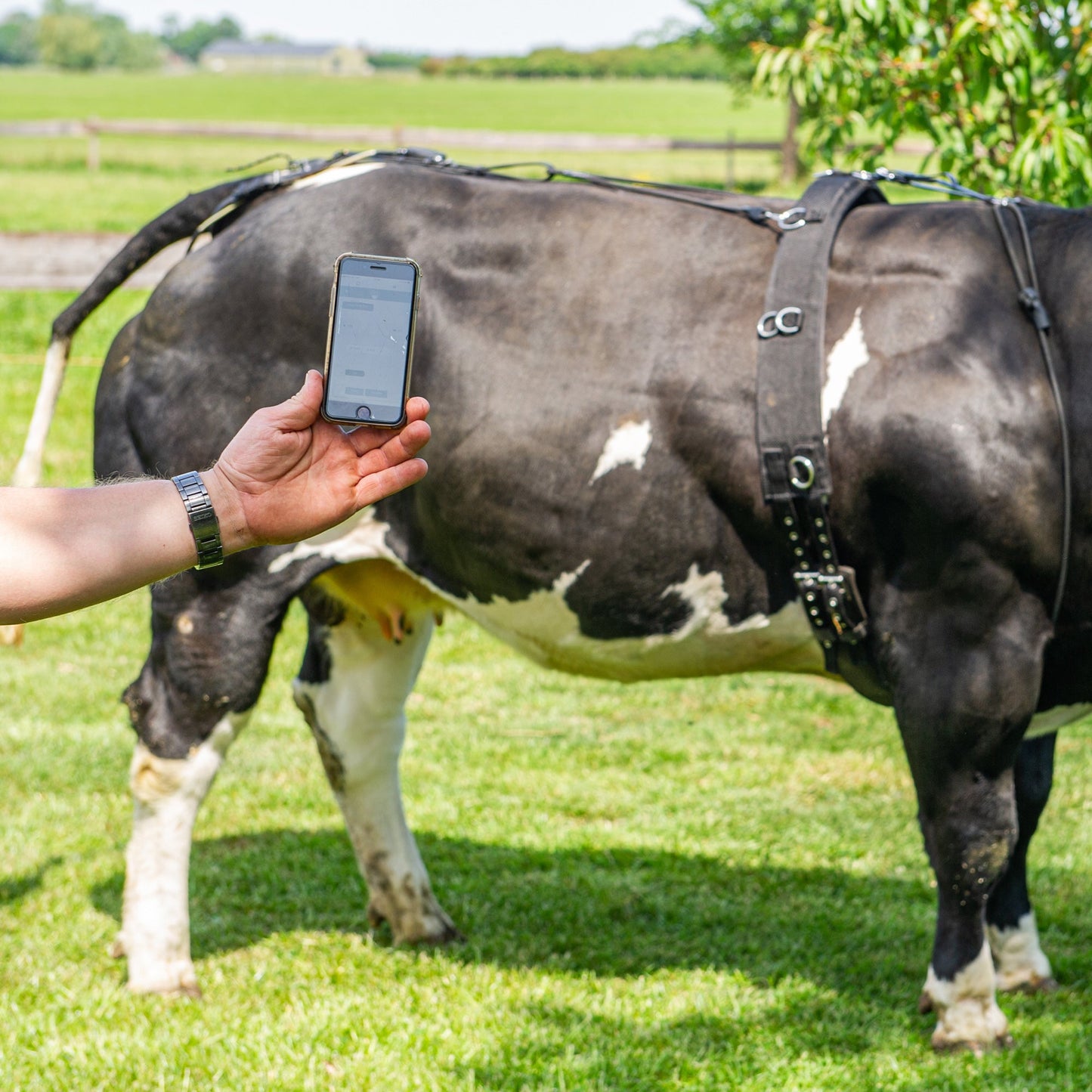 Receiver and transmitter for cows